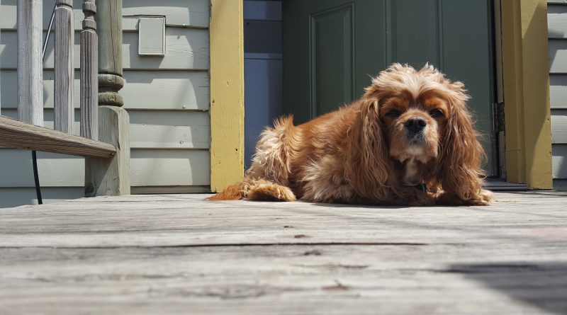 cocoa brown dog cavalier king charles spaniel in corktown detroit lying on the back porch.