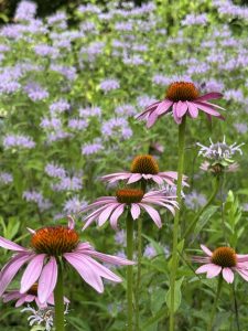 coneflower echinacea purpurea