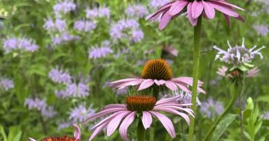 coneflower echinacea purpurea